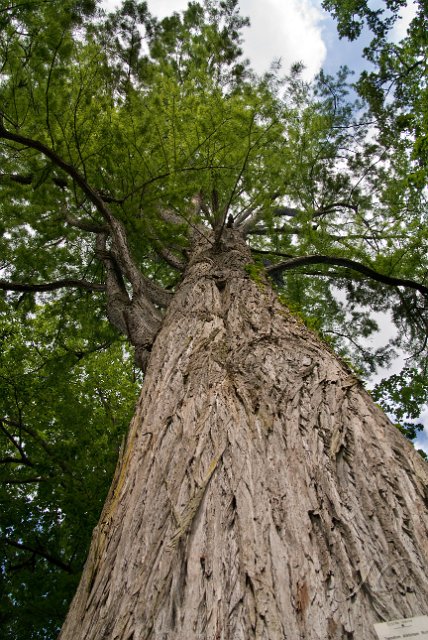 0101Arboretum de Balaine.jpg - SONY DSC